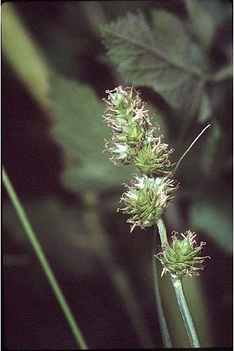 Carex molesta